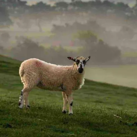 Westside Cottage, Newby Hamlet, Clapham, Yorkshire Dales National Park, Famous Three Peaks, Near The District, Pets Are Welcome, Direct Parking In Front Of The & Guest Parking Casa de Férias *